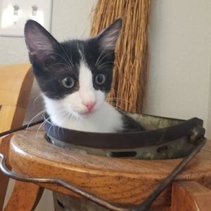 Meet your Posher, Shelby